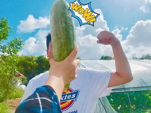 吃瓜群众视频哪个网红,揭秘吃瓜群众视频中的当红网红