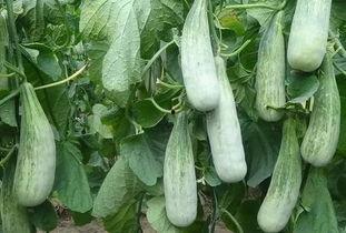 山东临沂吃瓜事件视频,一场网络热议的真相追踪