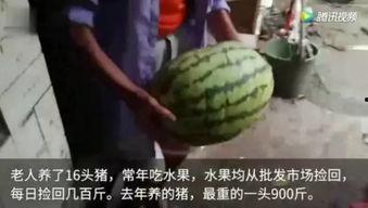 网上那些吃瓜视频,揭秘娱乐圈幕后真相