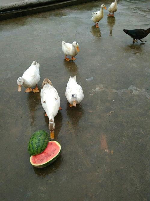 吃瓜鸭视频在哪看,吃瓜鸭视频观看攻略，轻松找到你的娱乐天堂