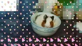 国乒吃瓜 大胖视频大全