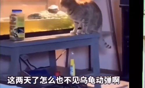 猫咪吃瓜视频大全搞笑版,搞笑猫咪瓜界达人秀