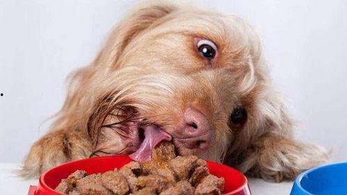 狗瓜儿怎么吃最好吃视频,视频教你如何烹饪最佳口感