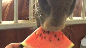 吃瓜实拍短视频拍摄,揭秘吃瓜群众的快乐瞬间