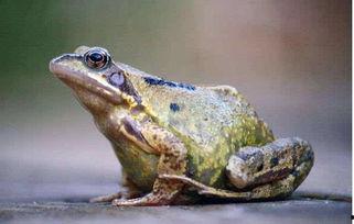 给瓜爸吃牛蛙视频在线观看,在线观看牛蛙盛宴